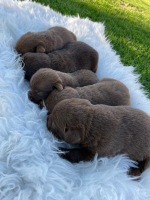 Puppies